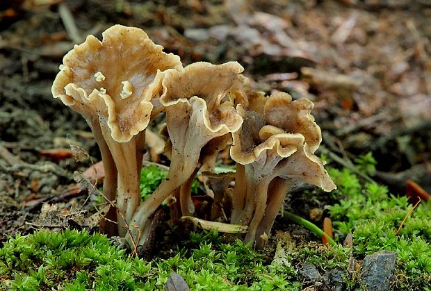 kuriatko lievikovité Craterellus tubaeformis (Fr.) Quél.