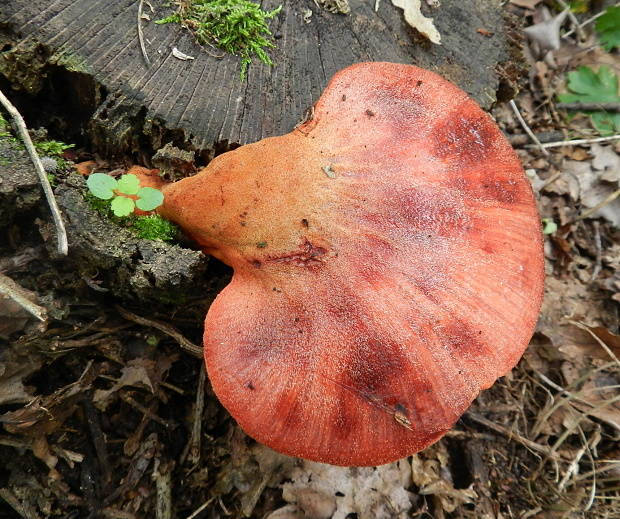 pečeňovec dubový Fistulina hepatica (Schaeff.) With.