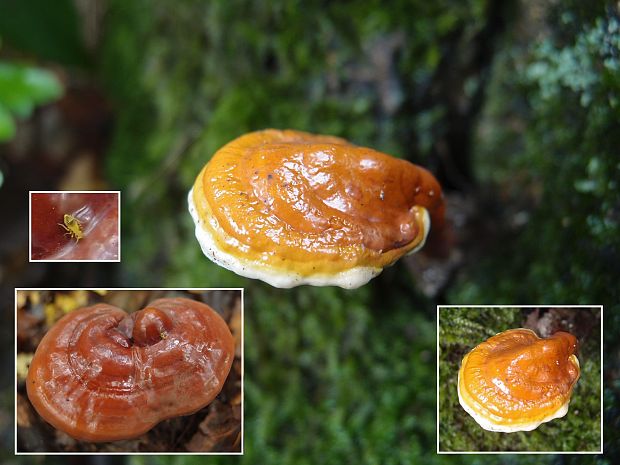 lesklokôrovka obyčajná Ganoderma lucidum (Curtis) P. Karst.