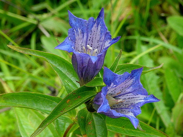 horec luskáčovitý Gentiana asclepiadea L.