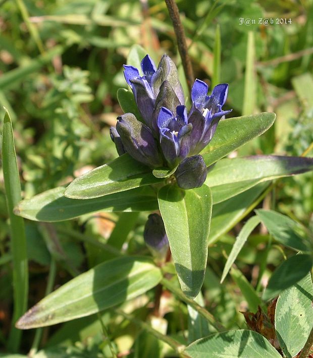 horec krížatý Gentiana cruciata L.