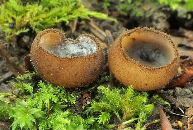 humária polguľovitá Humaria hemisphaerica (F.H. Wigg.) Fuckel