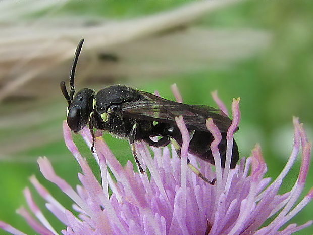 maskonoska křovinná Hylaeus gredleri