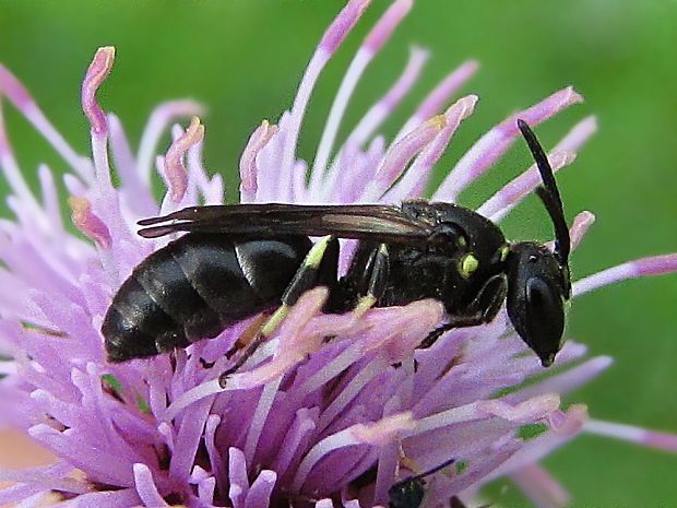 maskonoska křovinná Hylaeus gredleri