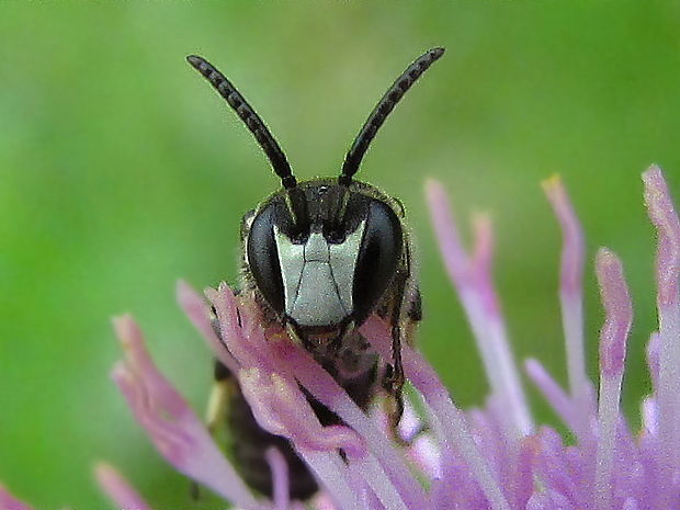 maskonoska křovinná Hylaeus gredleri