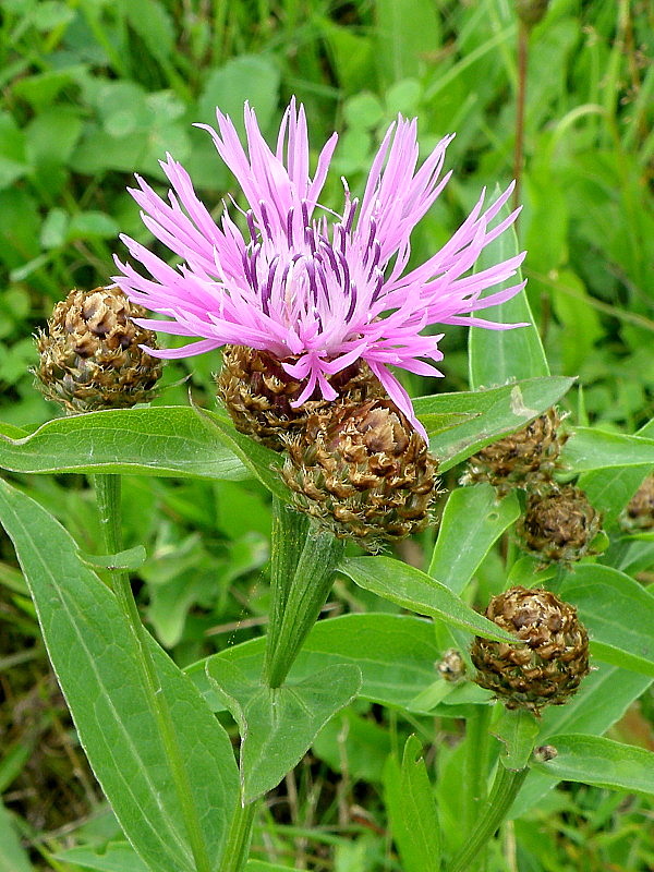 nevädzovec lúčny Jacea pratensis Lam.