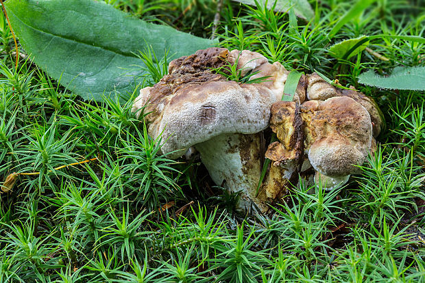 krásnopórovec zelenohnedý Laeticutis cristata (Schaeff.) Audet