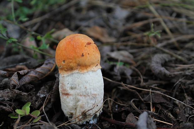 kozák osikový Leccinum albostipitatum den Bakker & Noordel.