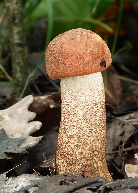 kozák dubový Leccinum aurantiacum (Bull.) Gray