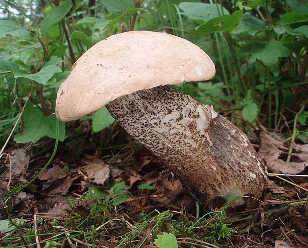 kozák topoľový f.robustná Leccinum duriusculum f. robustum Lannoy & Estadès