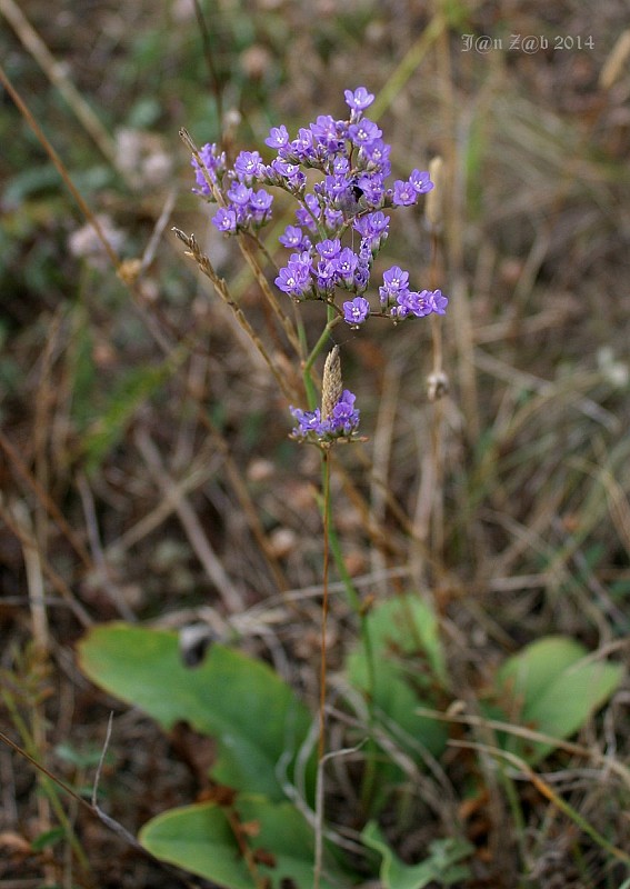 limonka Limonium gmelini