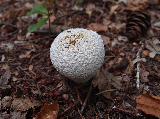 rozpadavec dlabaný Lycoperdon utriforme Bull.