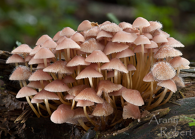 prilbička žltohlúbiková Mycena renati Quél.