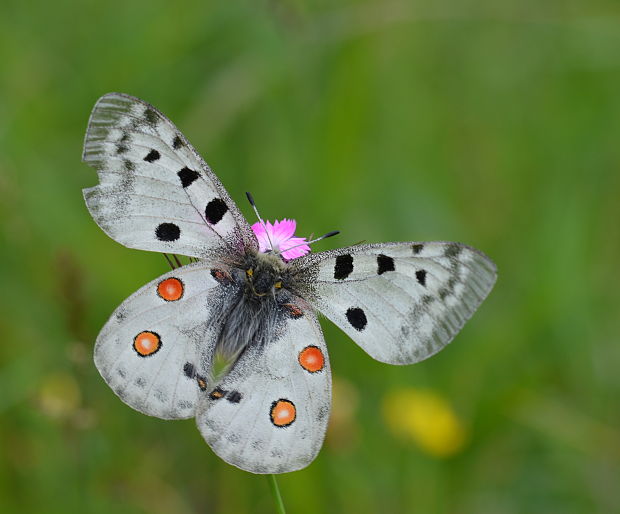 jasoň červenooký Parnassius apollo