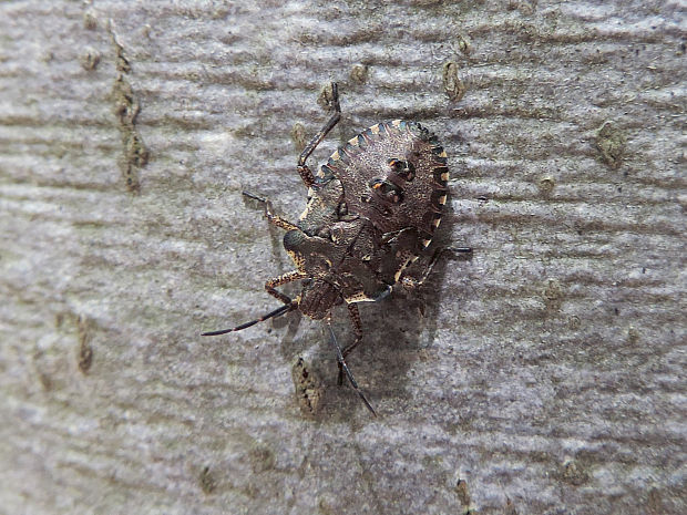 bzdocha červenonohá / kněžice rudonohá (nymfa) Pentatoma rufipes Linnaeus, 1758