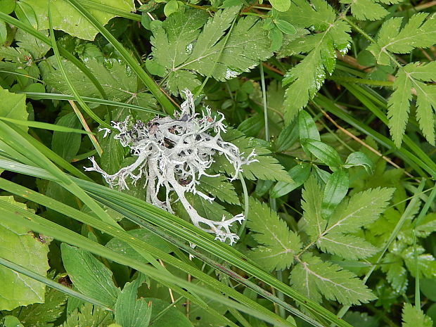 pakonárnik otrubový Pseudevernia furfuracea var. furfuracea (L.) Zopf