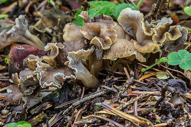 palievik kučeravý Pseudocraterellus undulatus (Pers.) Rauschert