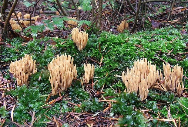 strapačka borovicová? Ramaria invalii? (Cotton & Wakef.) Donk