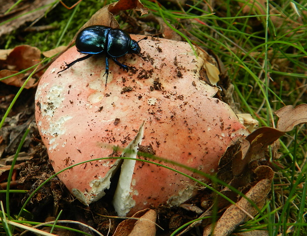 plávka Russula sp.