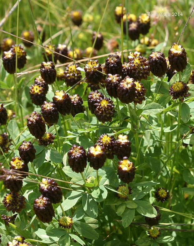 ďatelina gaštanovohnedá Trifolium spadiceum L.