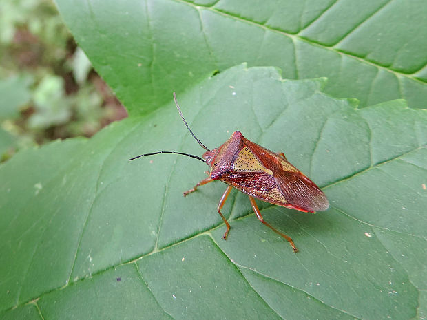 bzdocha stromová / kněžovka stromová Acanthosoma haemorrhoidale Linnaeus, 1758