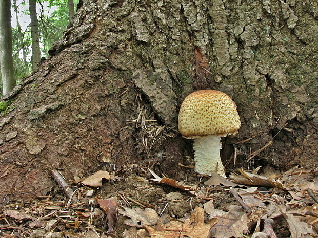 pečiarka obrovská Agaricus augustus Fr.