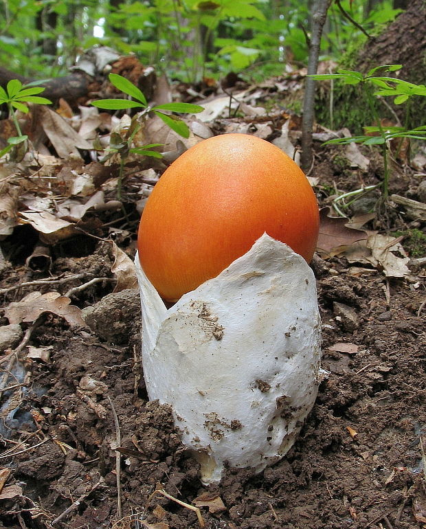 muchotrávka cisárska Amanita caesarea (Scop.) Pers.