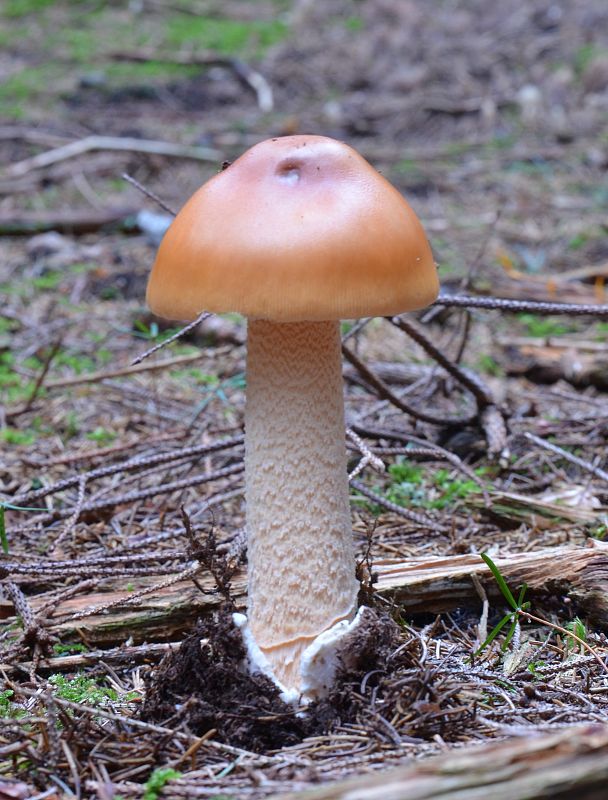 muchotrávka oranžová Amanita crocea (Quél.) Singer