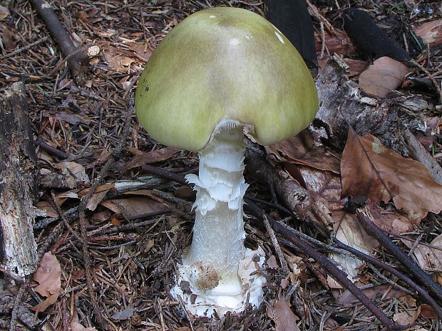 muchotrávka zelená Amanita phalloides (Vaill. ex Fr.) Link