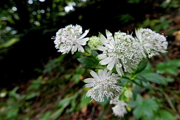 jarmanka väčšia Astrantia major L.