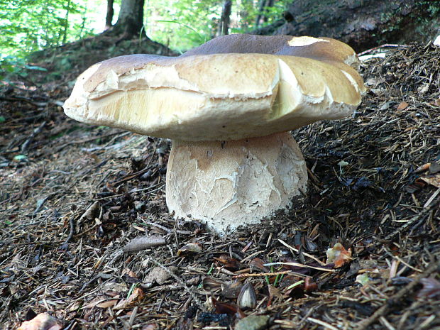 hríb smrekový Boletus edulis Bull.