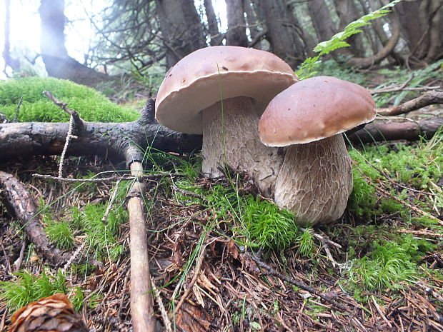 hríb smrekový Boletus edulis Bull.