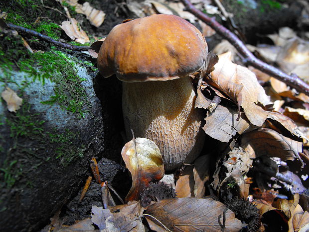 hríb dubový Boletus reticulatus Schaeff.