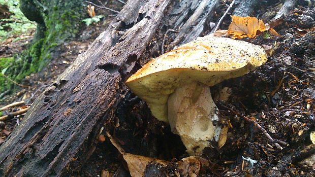 hríb dubový Boletus reticulatus Schaeff.