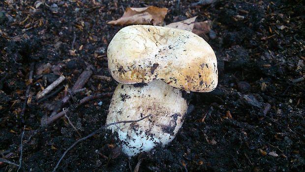 hríb dubový Boletus reticulatus Schaeff.