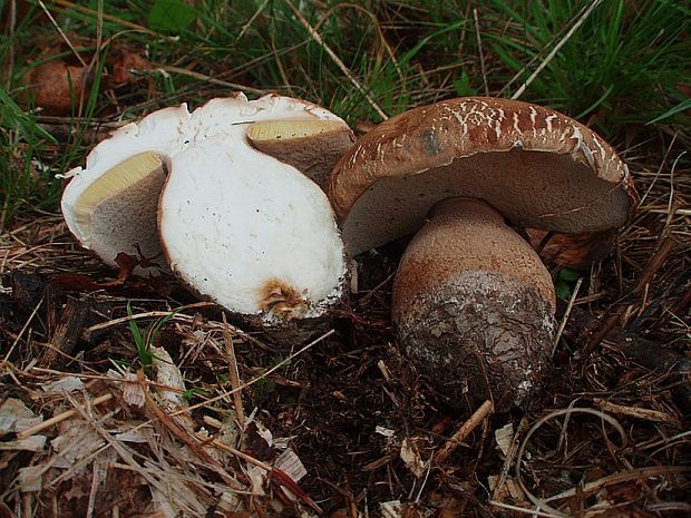 hríb Boletus sp.