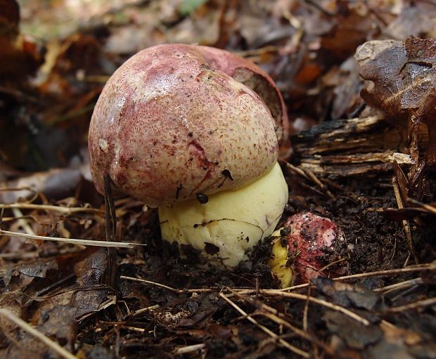 hríb kráľovský Butyriboletus regius (Krombh.) D. Arora & J.L. Frank