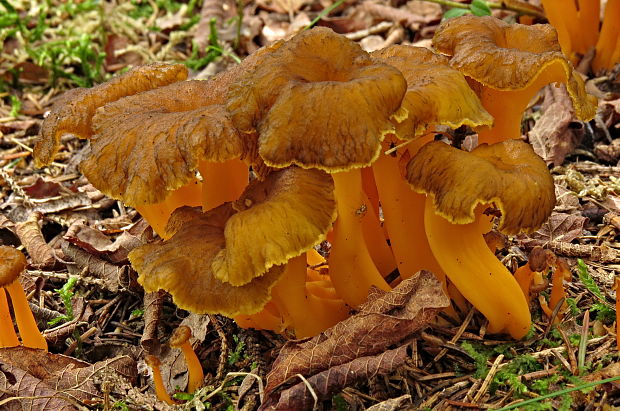 kuriatko žltohnedé Cantharellus lutescens Fr.