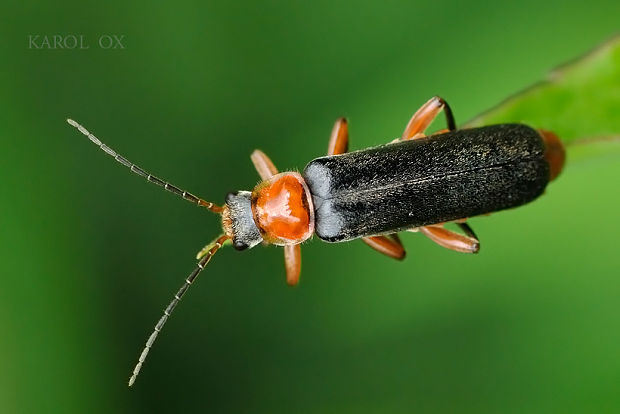 snehuľčík Cantharis pellucida