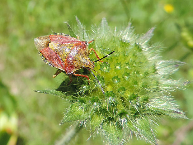 bzdocha menivá / kněžice měnlivá Carpocoris pudicus Poda, 1761