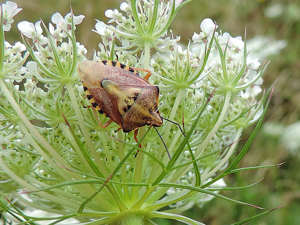 bzdocha / kněžice obecná Carpocoris purpureipennis DeGeer, 1773