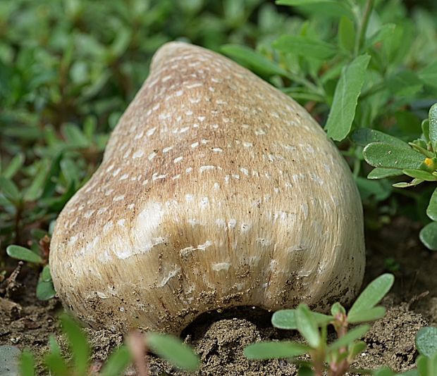 strieška bedľovitá Chlorophyllum agaricoides (Czern.) Vellinga