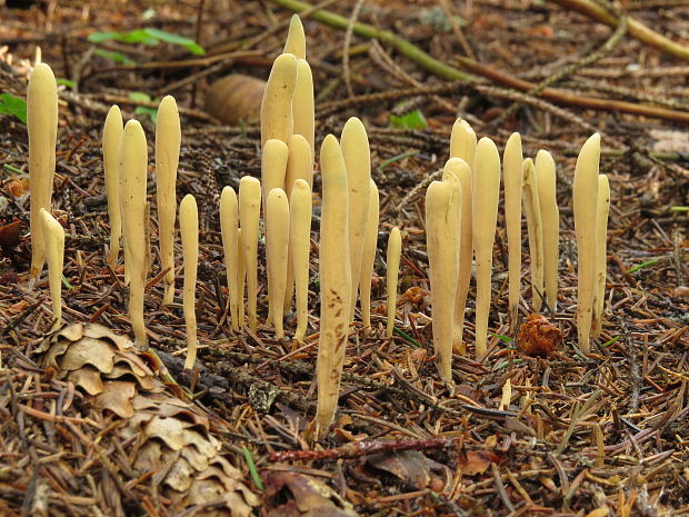 kyjak jazykovitý Clavariadelphus ligula (Schaeff.) Donk