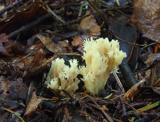 konárovka hrebenitá Clavulina coralloides (L.) J. Schröt.