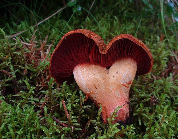 pavučinovec hnedočervený Cortinarius cf. purpureus (Bull.) Bidaud, Moënne-Locc. & Reumaux