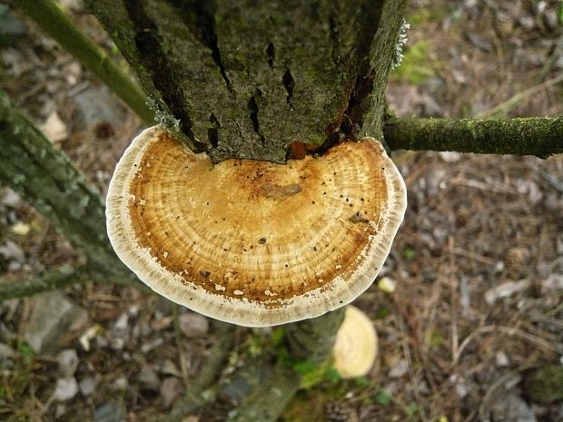 sieťkovček červenkastý Daedaleopsis confragosa (Bolton) J. Schröt.