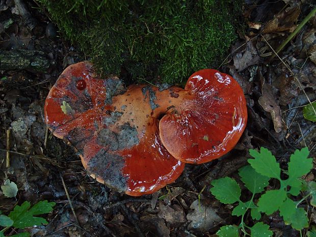 pečeňovec dubový Fistulina hepatica (Schaeff.) With.