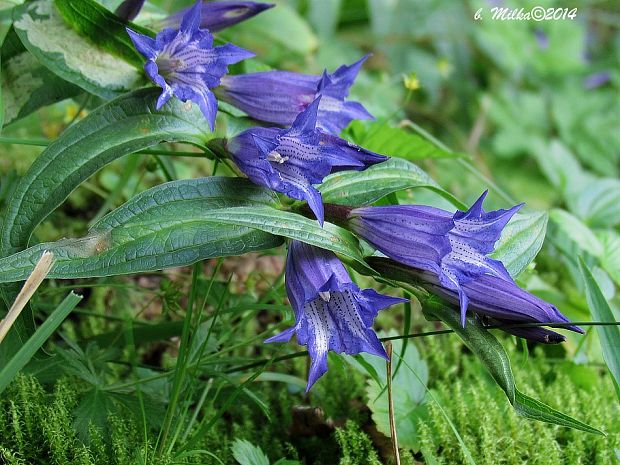 horec luskáčovitý Gentiana asclepiadea L.