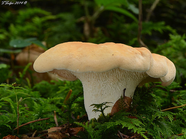 jelenka poprehýbaná Hydnum repandum L.