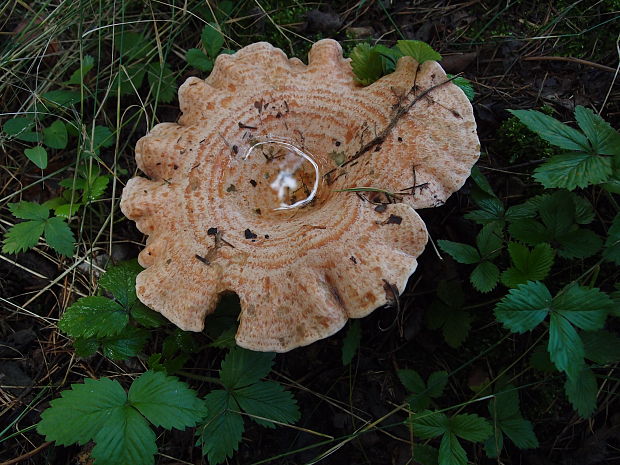 rýdzik pravý Lactarius deliciosus (L.) Gray